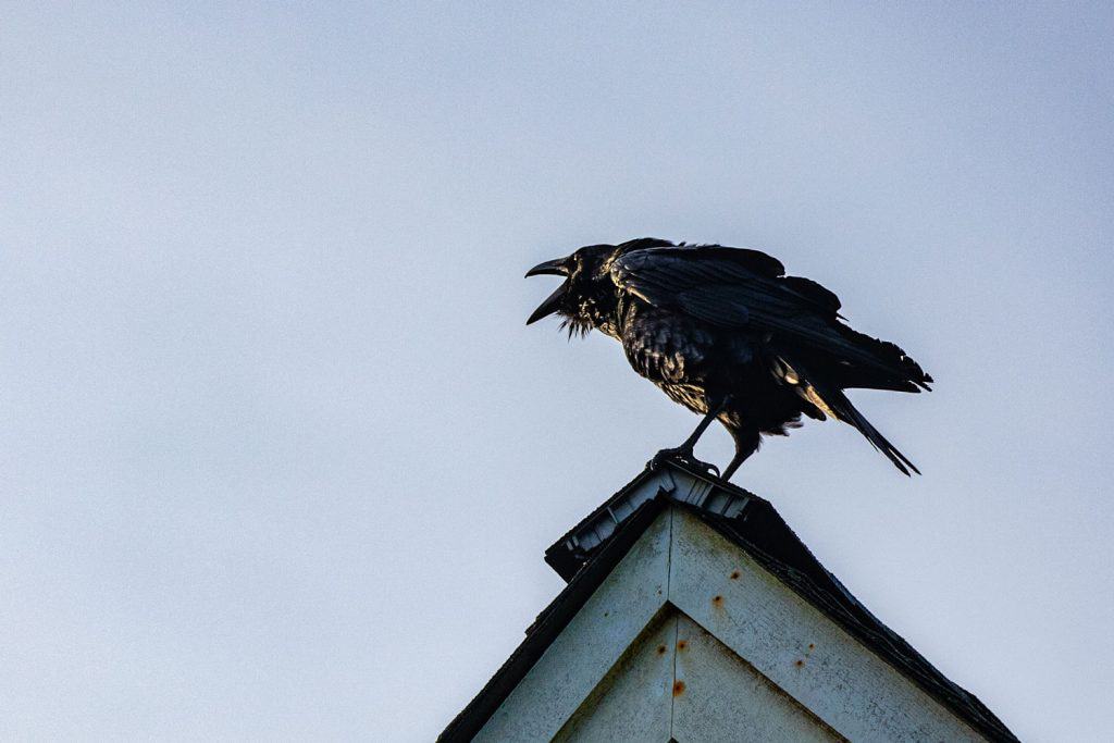 A crow cawing on top of the roof