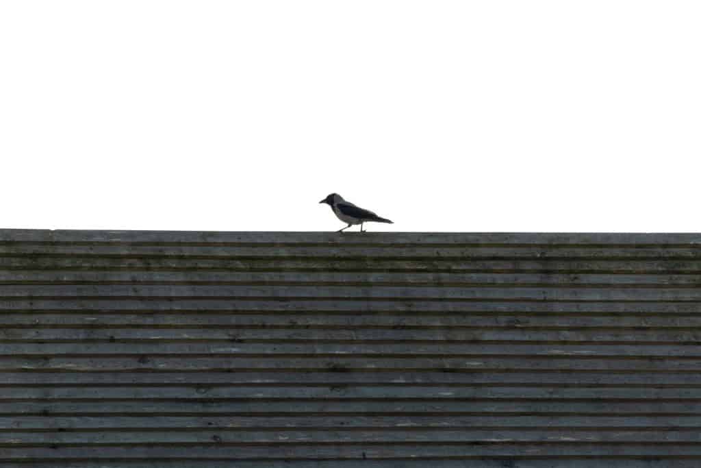 A crow photographed from far away on top of the roof