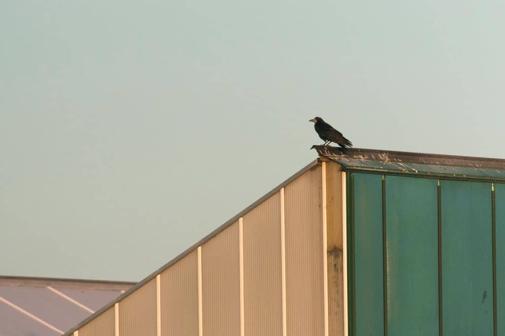A crow sitting on the roof of a house