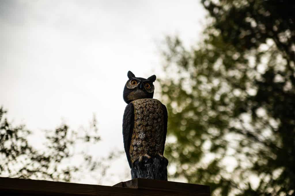 An owl decoy to scare off birds of prey