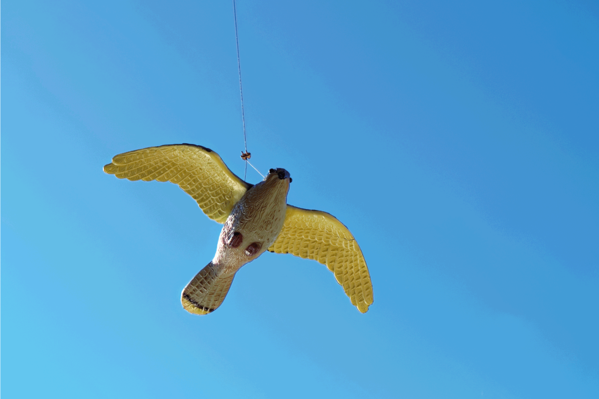 Bird repeller imitating hawk or falcon hanging on rope, wind can move it around.