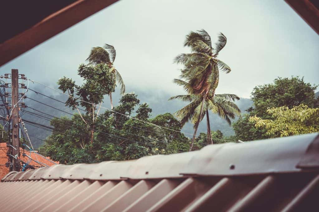 Extreme weather typhoon storm bending coconut trees