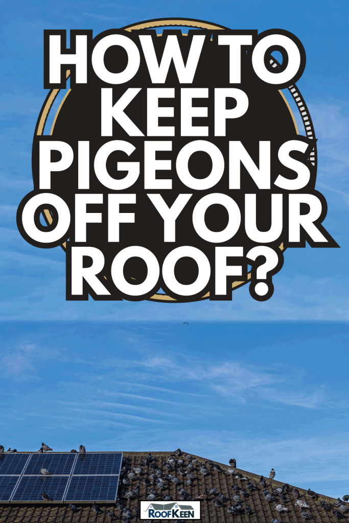 Flock of pigeons on the roof of a house with solar panels against a clear, blue sky. How to keep pigeons off your roof