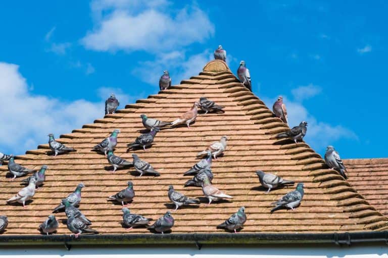Flock of pigeons sitting on a rooftop, How to keep birds off your roof?