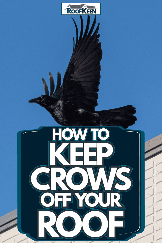 A crow flying away after sitting on the roof, How to Keep Crows off Your Roof?