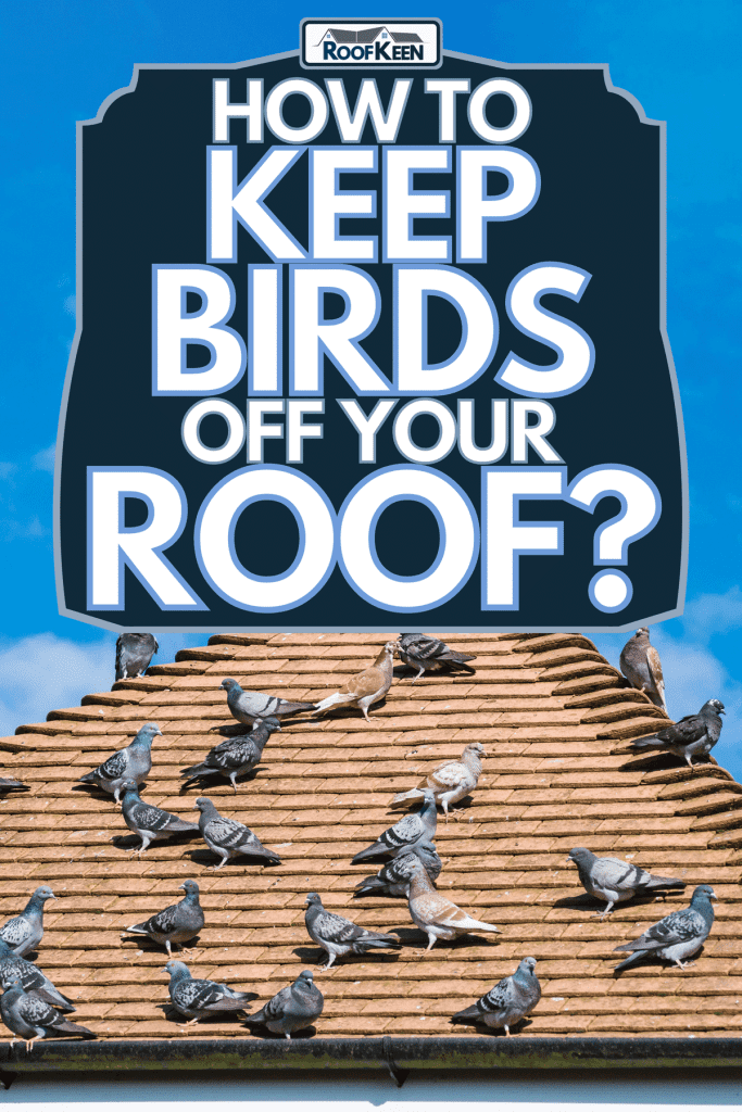 A flock of pigeons sitting on a rooftop, How to keep birds off your roof?