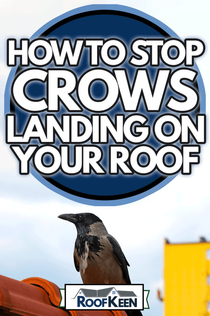 A crow sits on the roof of the house, How to stop crows landing on your roof