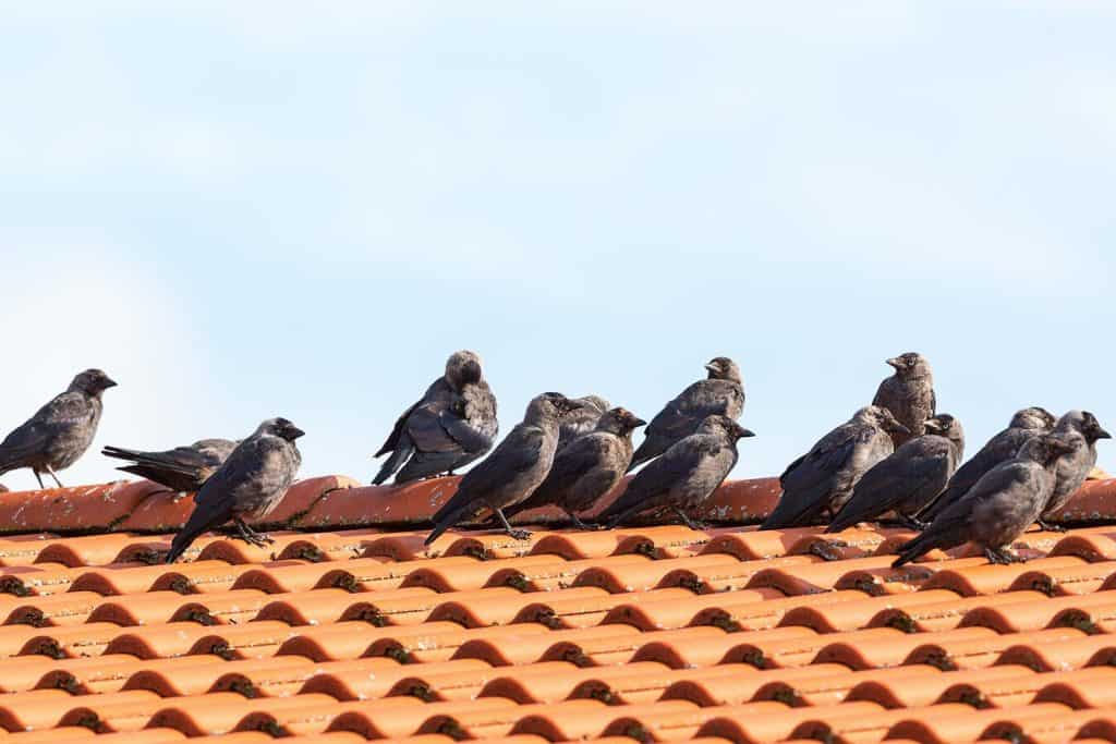 Jackdaws on the rooftop that sits in row