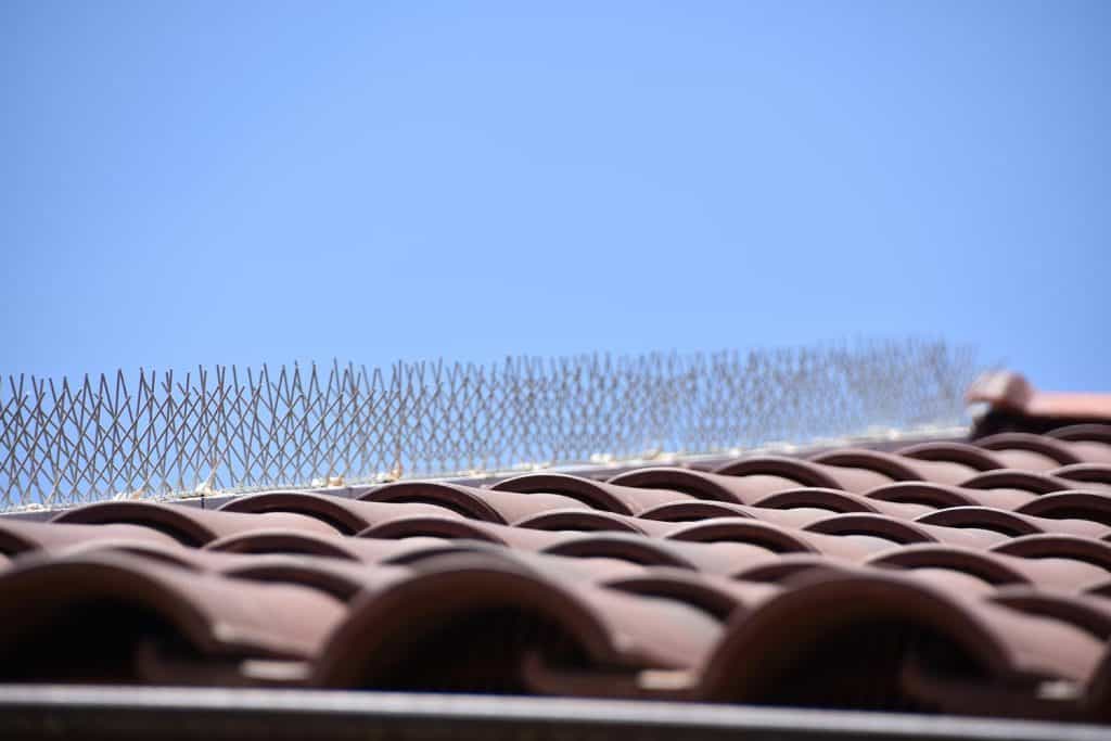 Spikes against pigeons on the roof