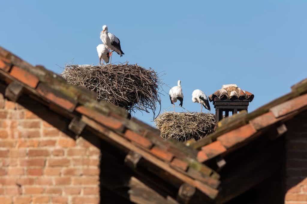 Storks' nests on the roofs