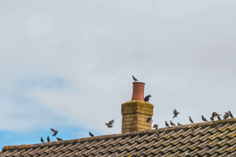house roof with chimney full of pigeons. How to keep pigeons off your roof