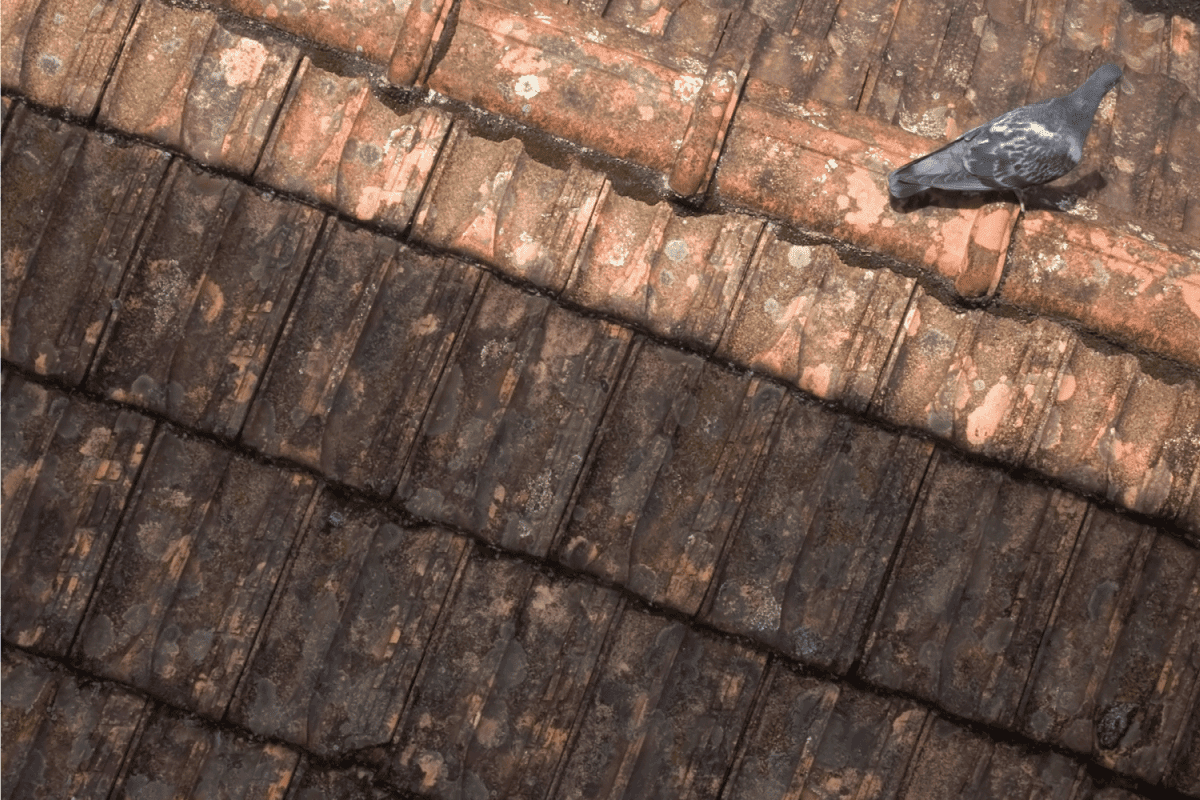 pigeon on clay roof with black algae or slime