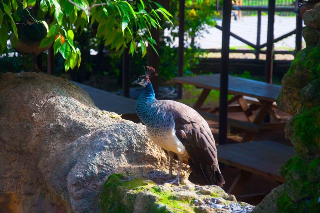 A beautiful peacock standing on the rock