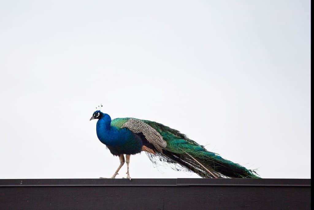 A huge blue majestic peacock photographed on top of the roof