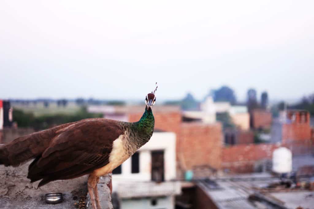 A peacock staring at the camera on top of the roof