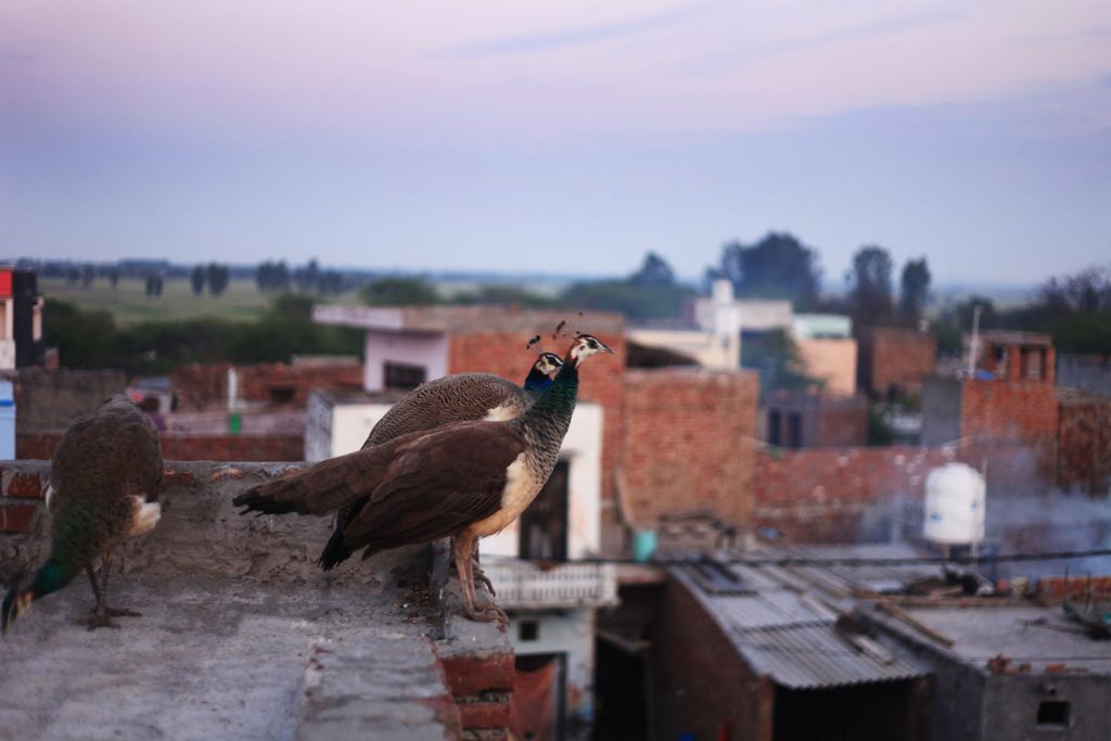 A small flock of peacocks standing on the roof of an apartment