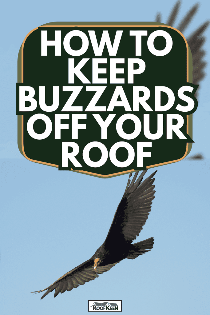 An adult Turkey Vulture, where they survive largely on dead fish and other ocean flotsam and jetsam. How To Keep Buzzards Off Your Roof