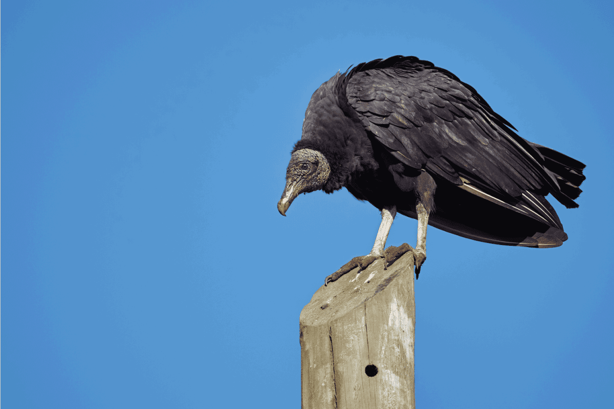 Black vulture sunbathing on a power pole