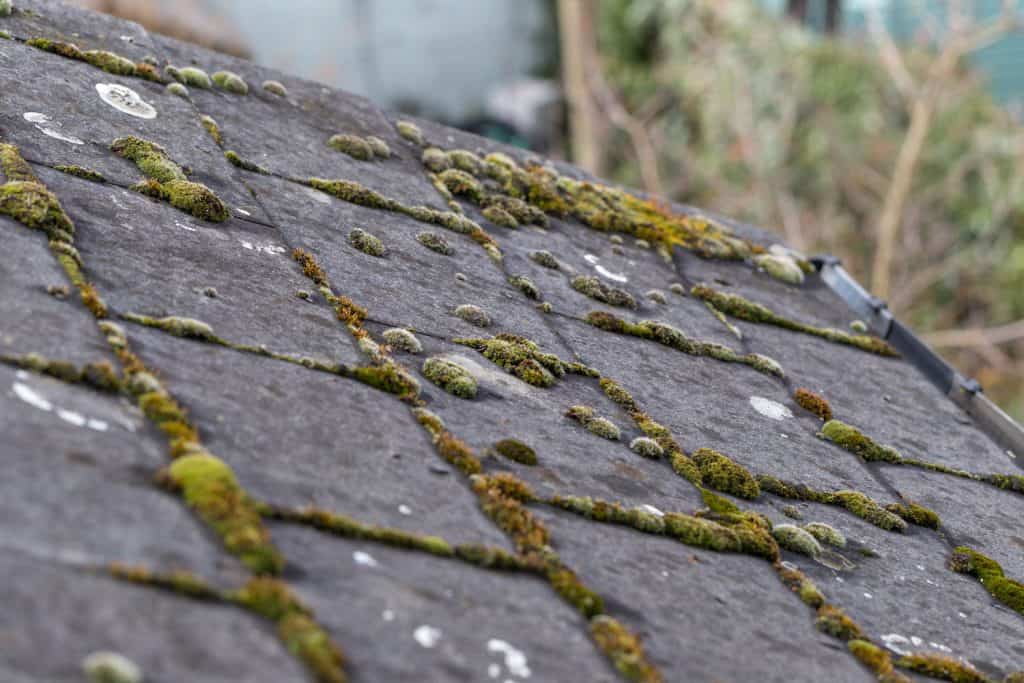 Growing Moss in roof may cause more damage if not done with maintenance