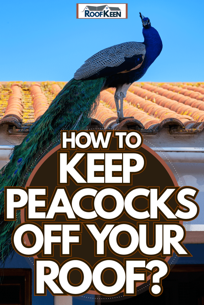A peacock standing on top of the roof, How to keep peacocks off your roof?