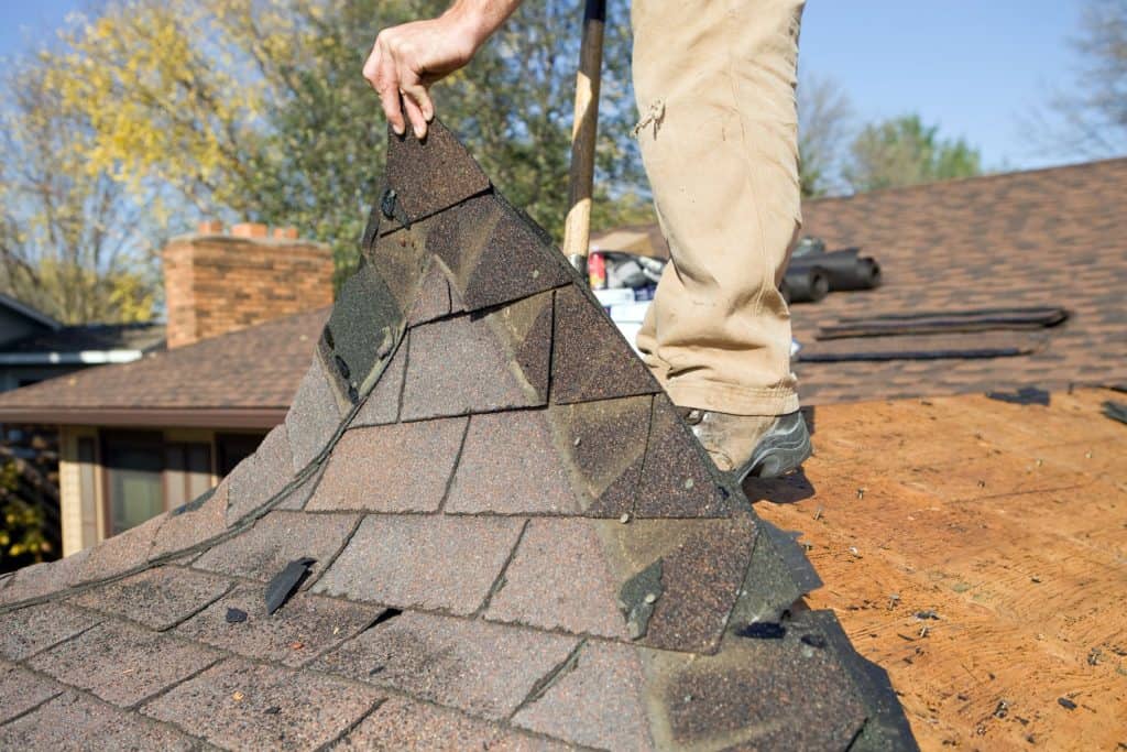 Roofer removing the asphalt shingle roofing for replacement