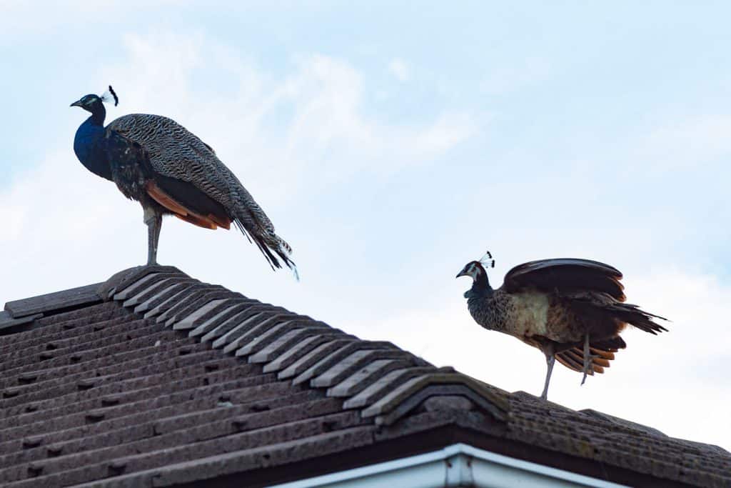 Two majestic peacocks standing on top of the roof