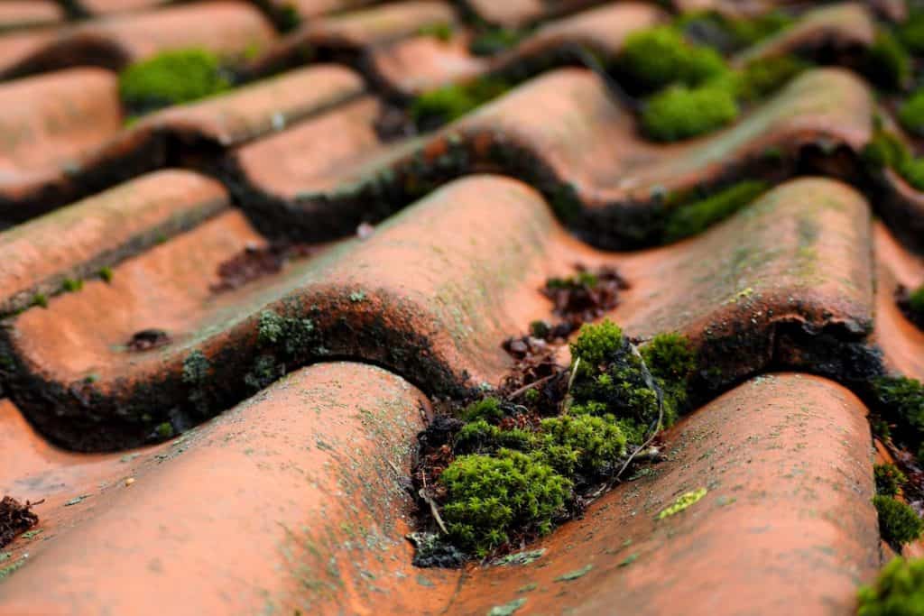 Wet old brown tile tiles with moss growing on them after the rain