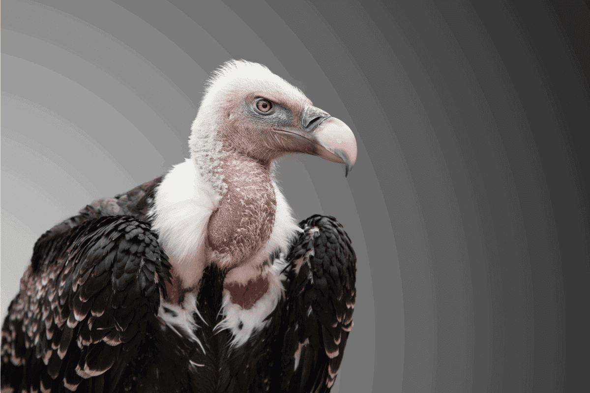 vulture close up photo isolated on gray background
