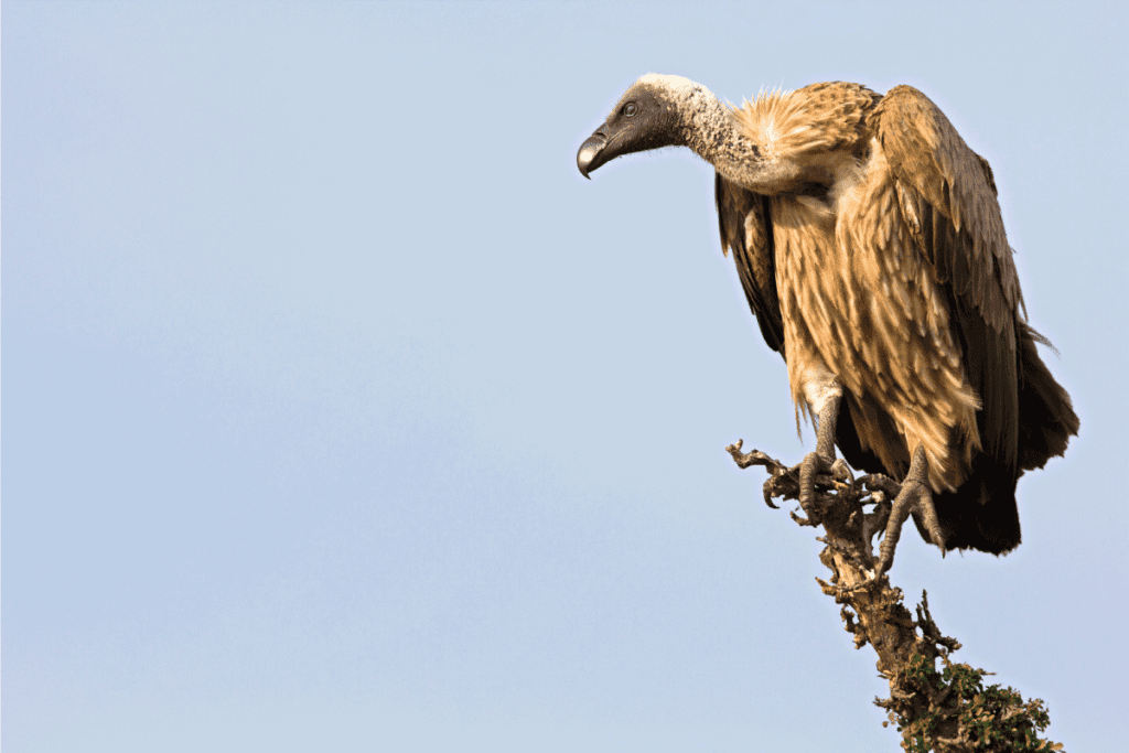 vulture on a lookout, clear blue sky. How To Keep Buzzards Off Your Roof